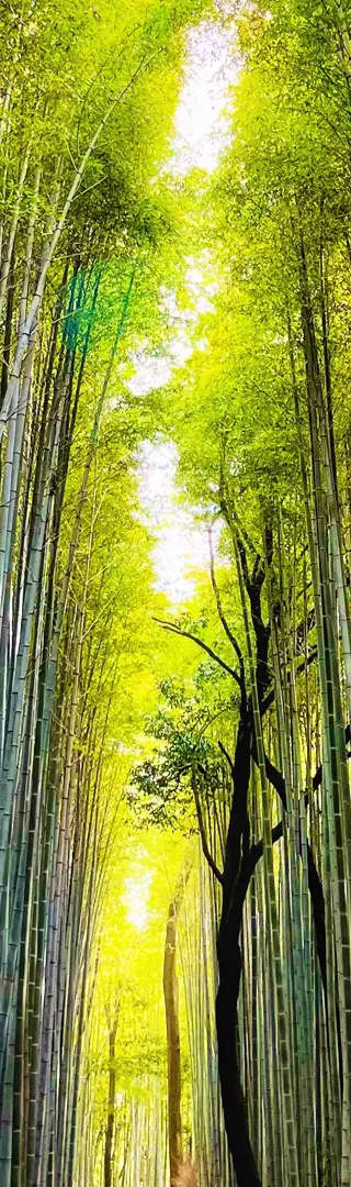 Bamboo Forest – ein (leider nicht mehr unbedingt) verwunschener Märchenwald